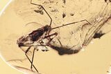 Huge Detailed Fossil True Bug (Heteroptera) In Baltic Amber #343233-2